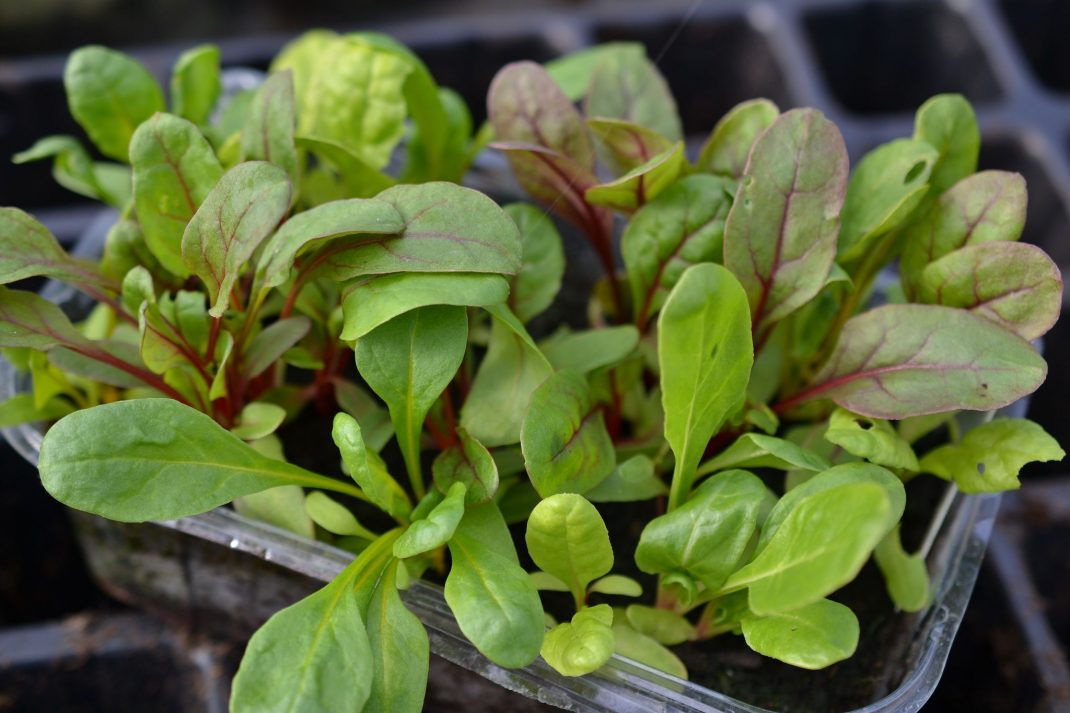 Green leaves in a trough.