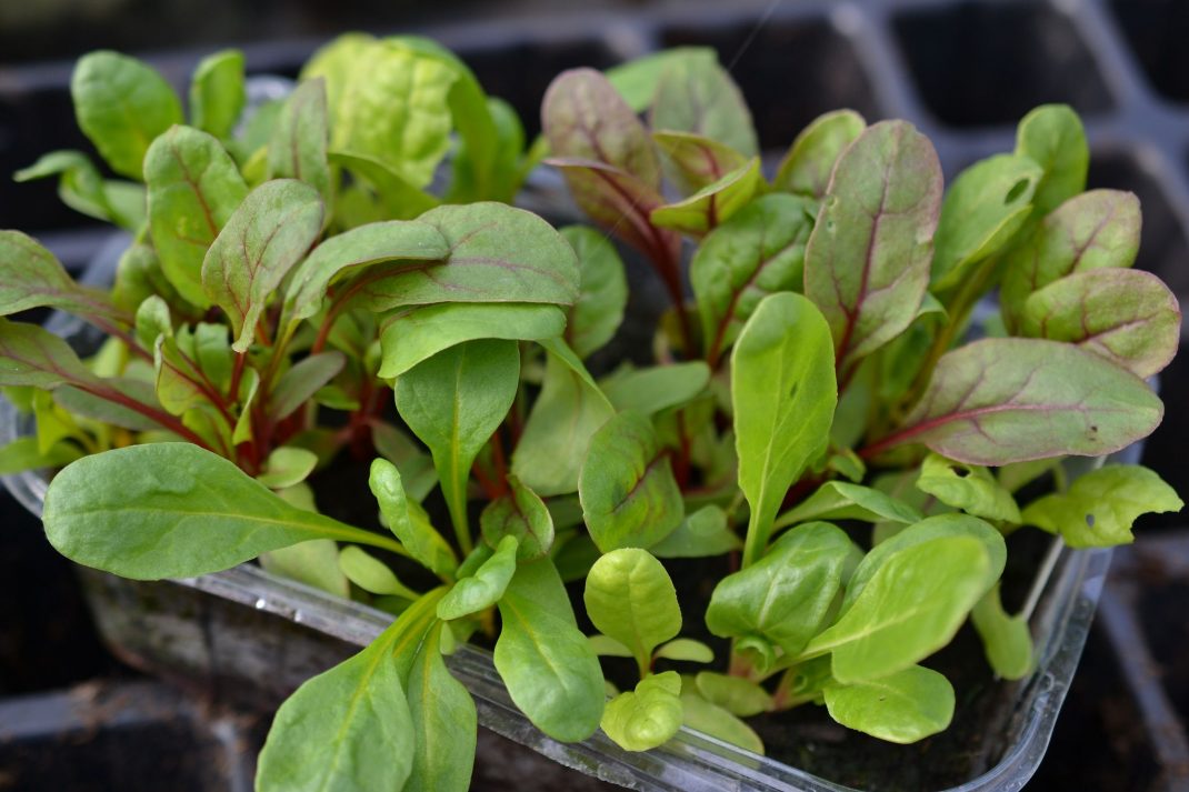 Green leaves in a trough. 