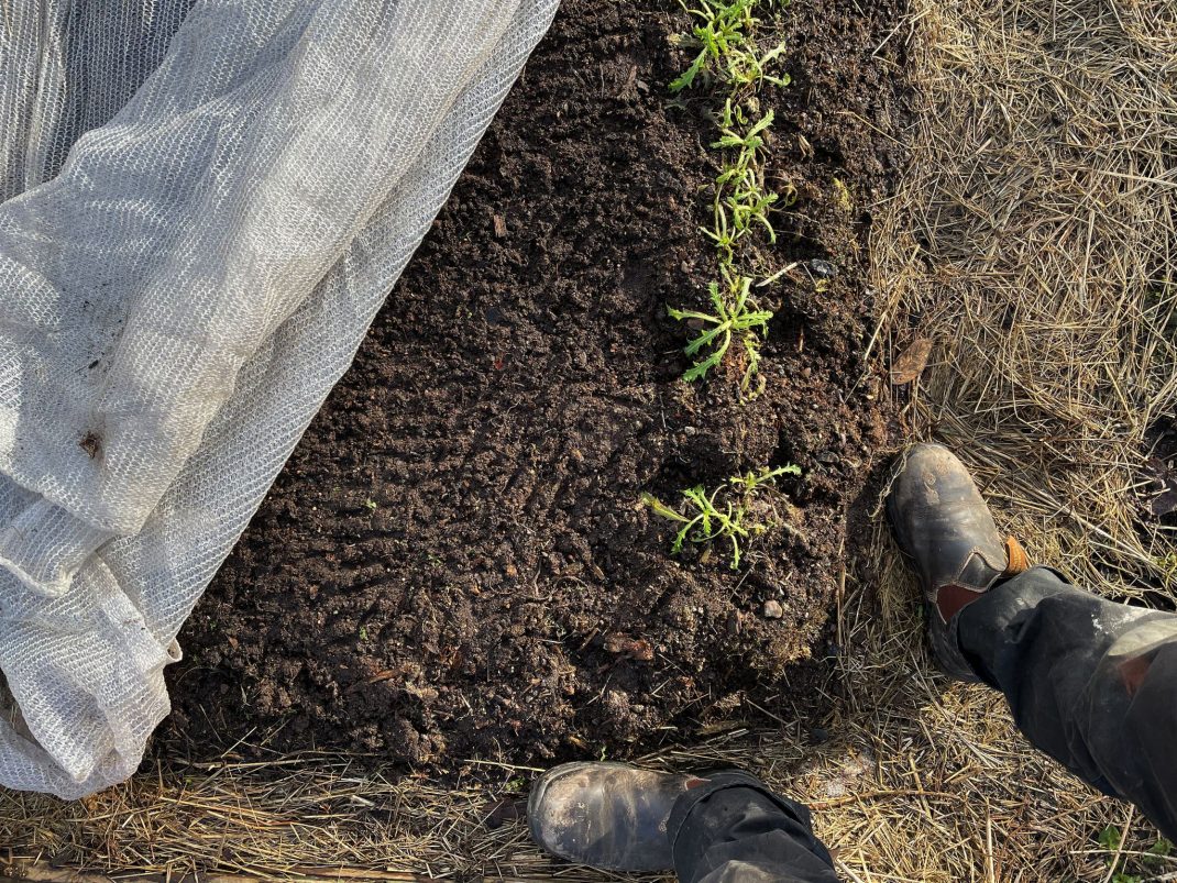 Row cover on top of the spinach in cold soil. Green plants underneath.