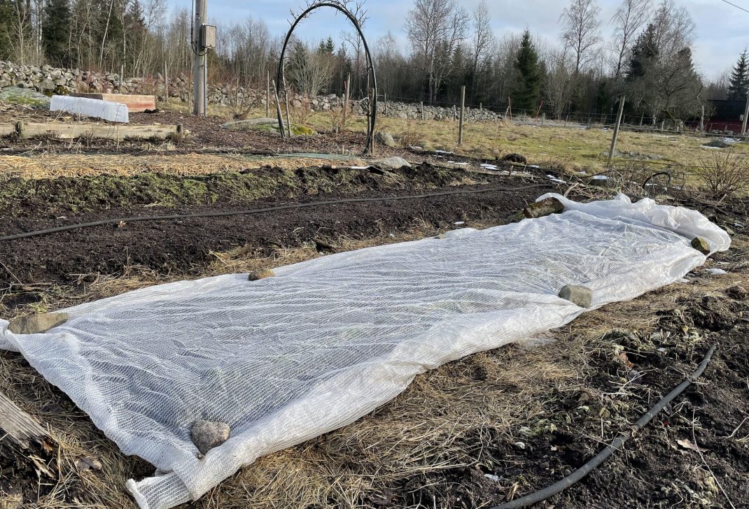 Growing spinach in cold soil with a row cover on top of the bed.