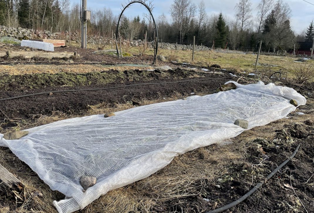 Growing spinach in cold soil with a row cover on top of the bed. 