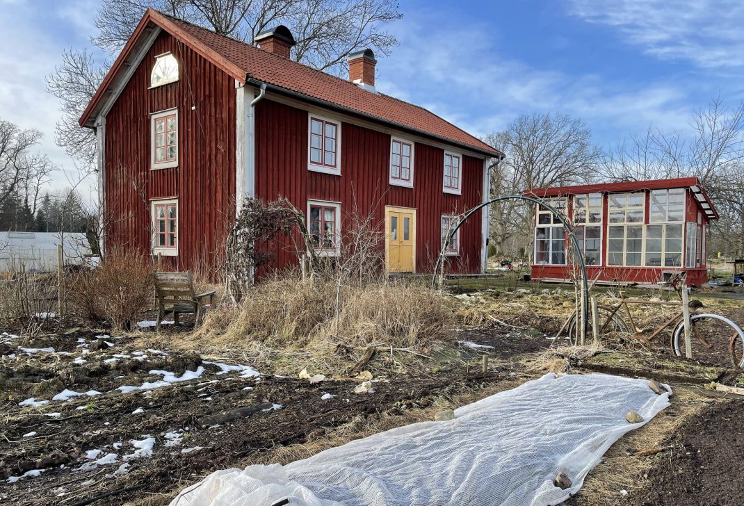 Growing spinach in cold soil, a kitchen garden with a red house.