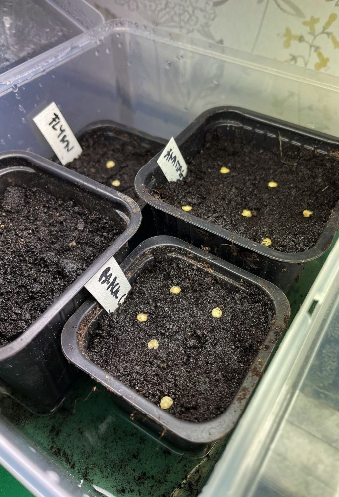 Close-up of starting seeds indoors in pots. 