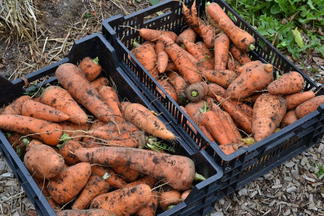 winter carrots in crates.