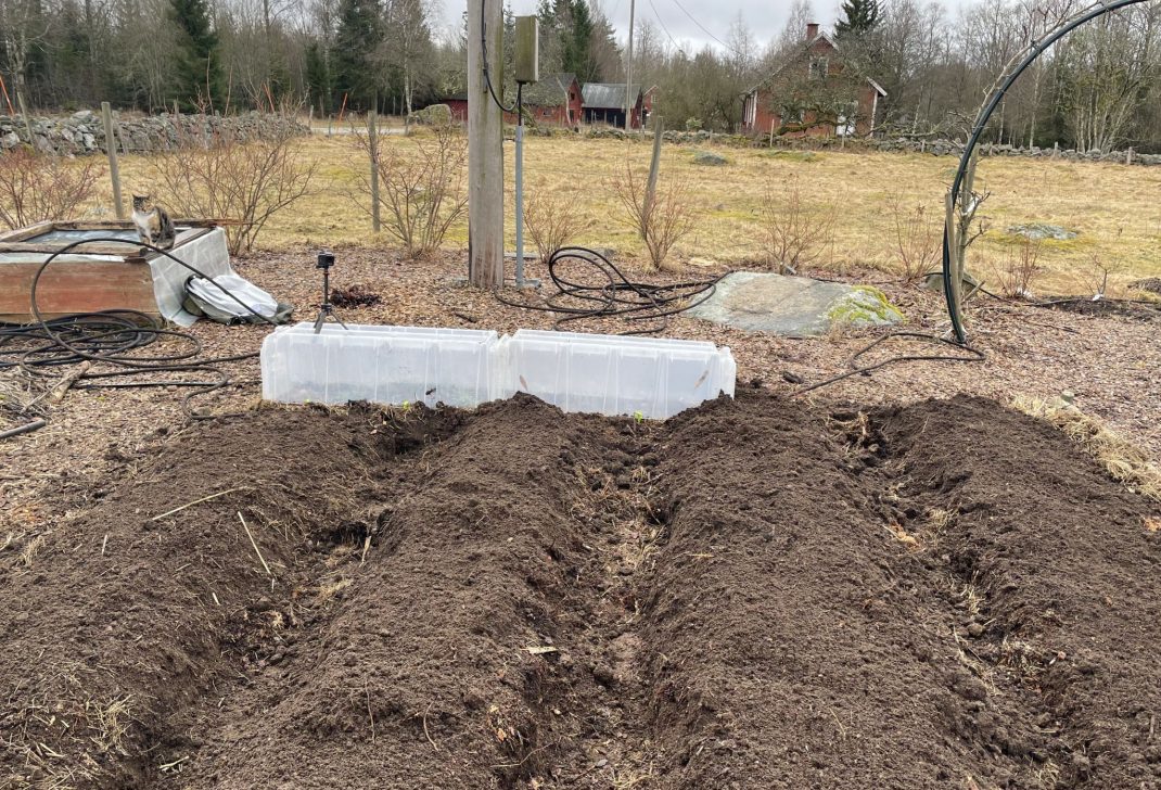 Four beds in the raised bed garden.