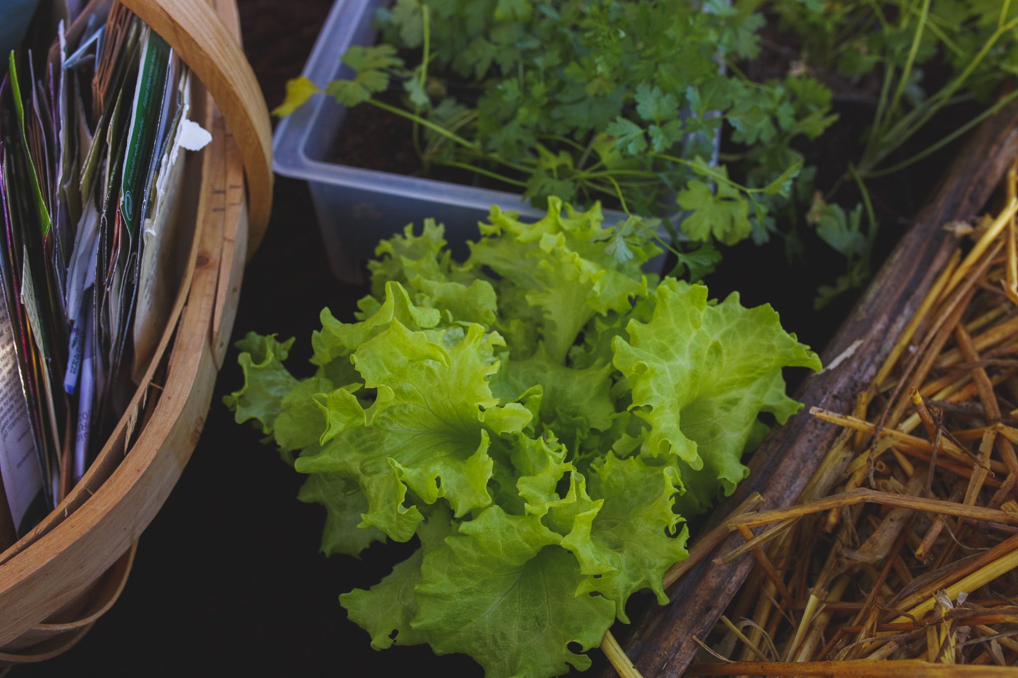 Growing Leafy Greens in a Hotbed – Sara's Kitchen Garden