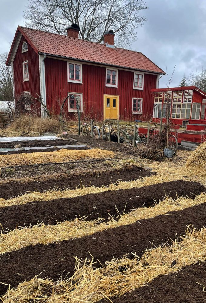 Black beds in my raised bed garden.