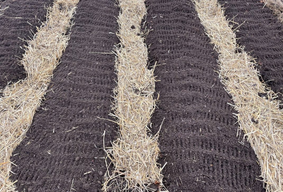 Four beds with straw.