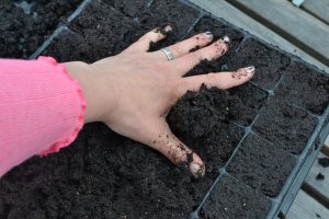En hand pressar ner jord i ett pluggbrätte.