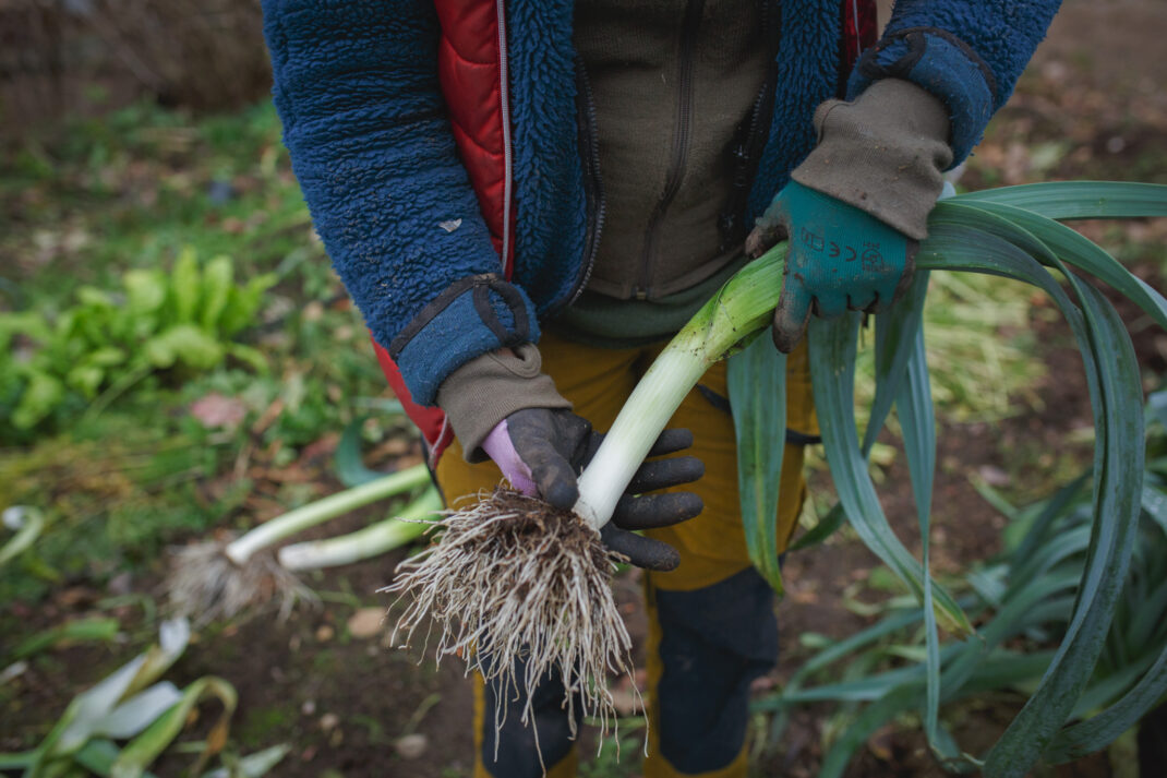 I harvest my leeks in winter and store leeks in the greenhouse.