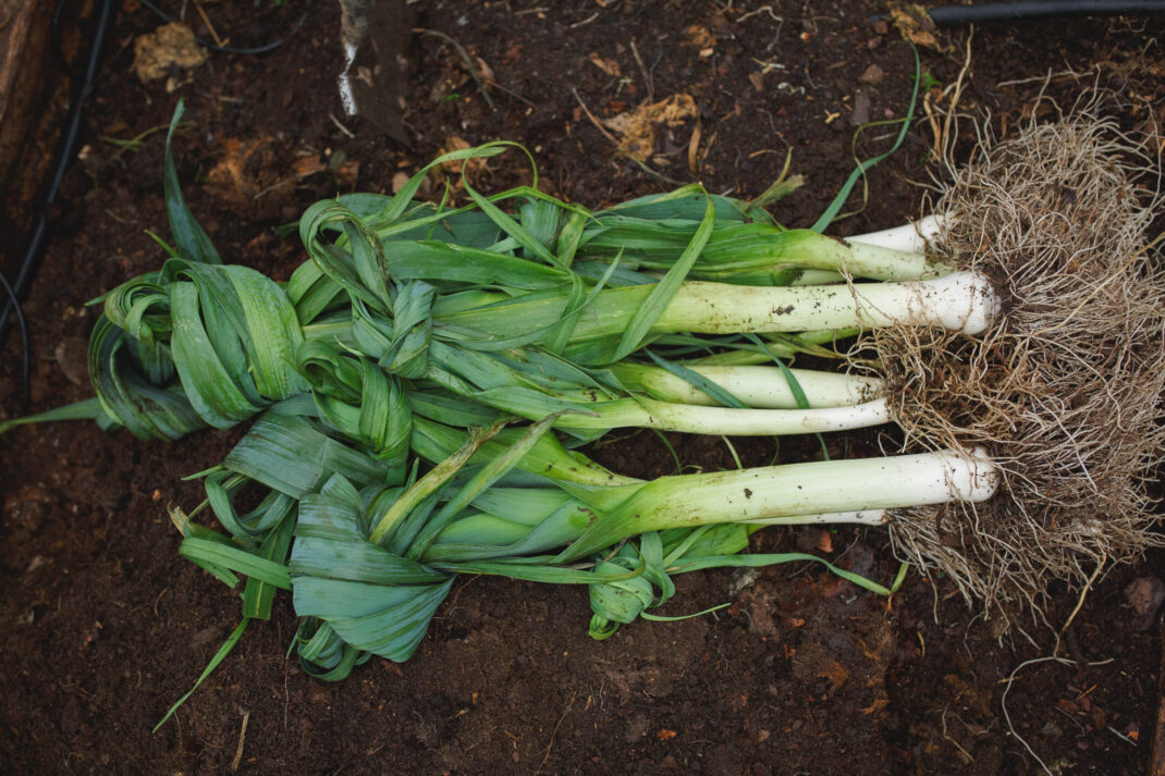 Use the leaves to tie a knot when you store leeks.
