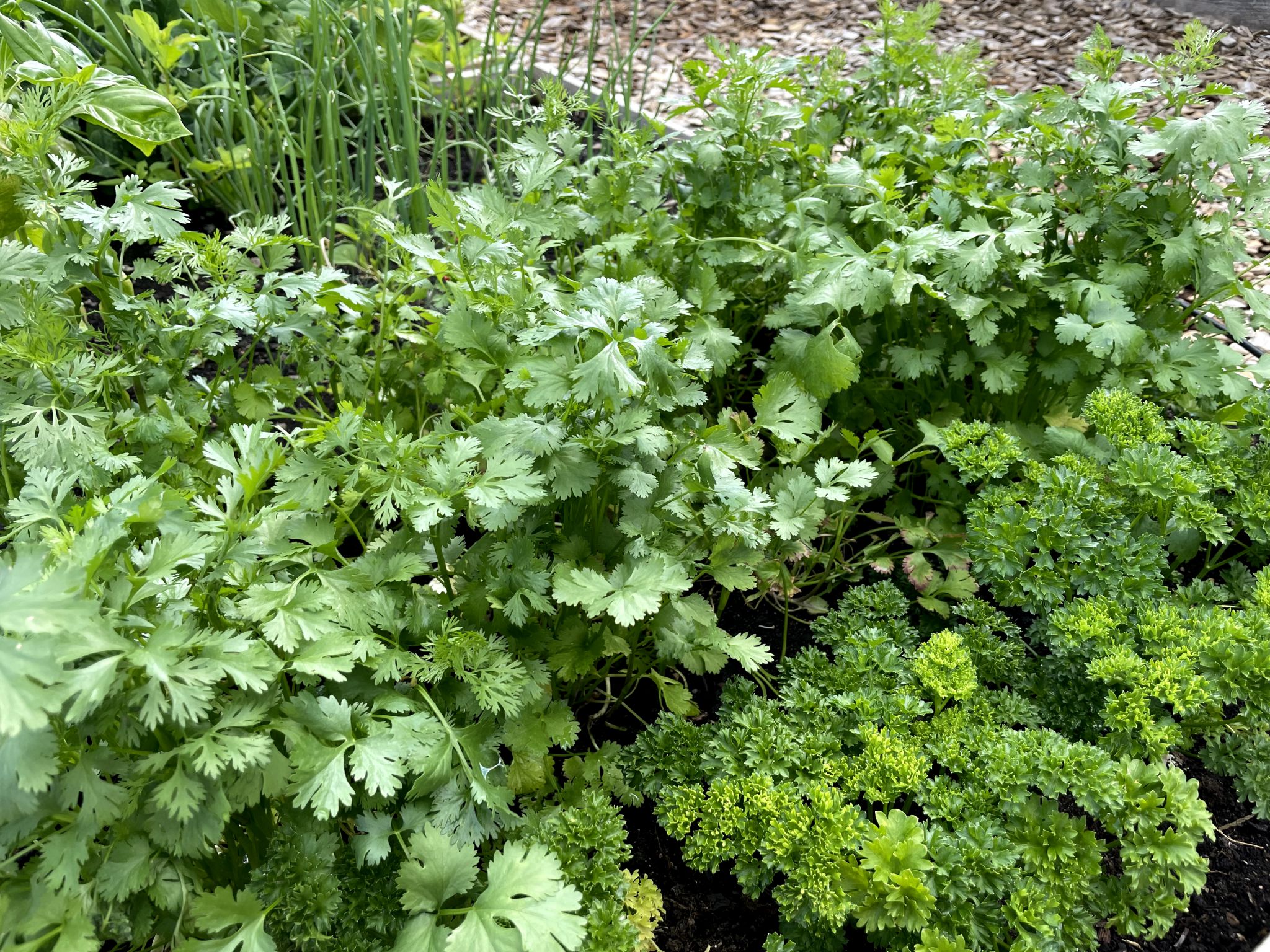 sarabackmo-koriander-skillnadenstradgard - Sara Bäckmo