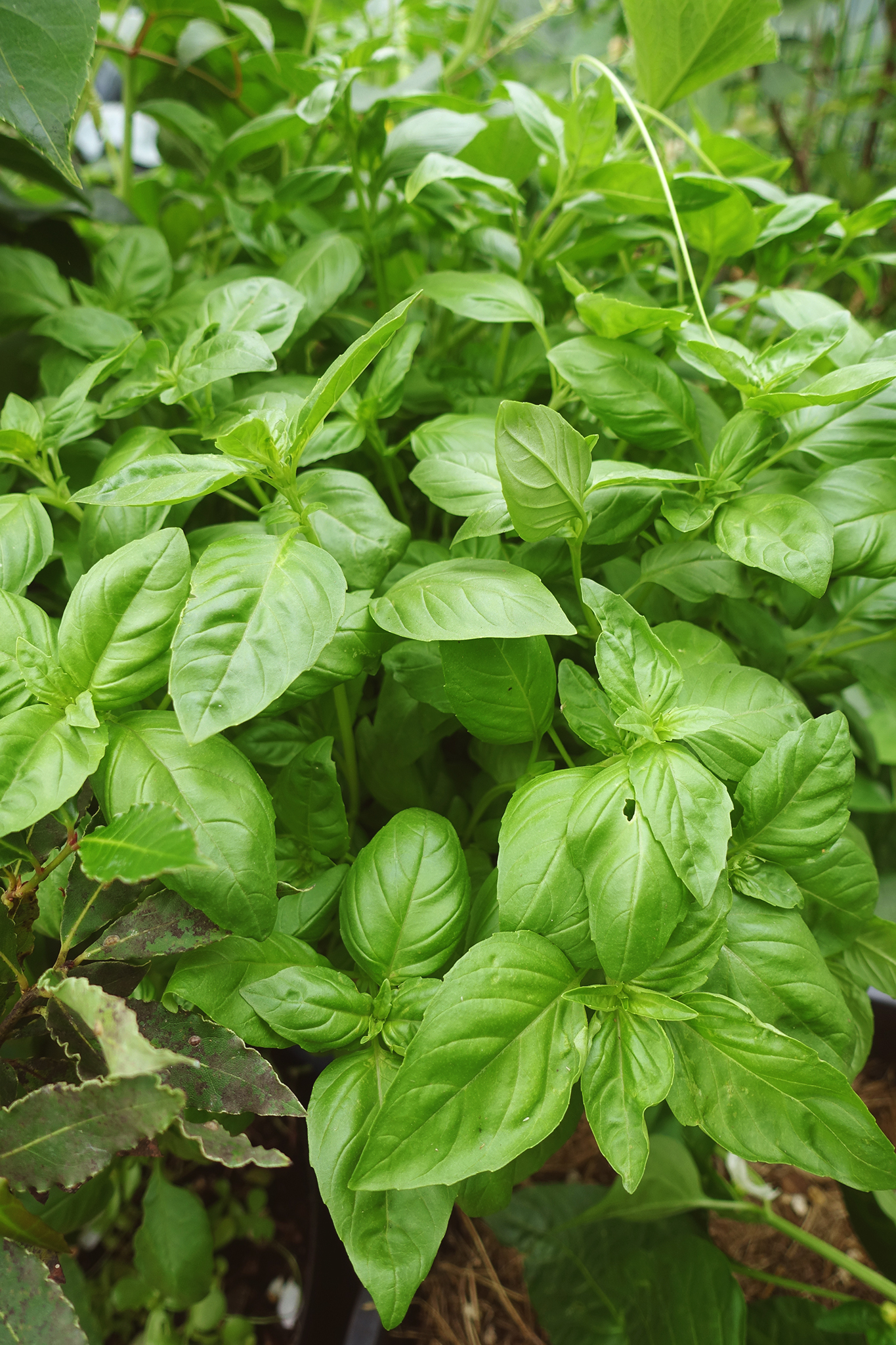 Grow basil in a pot in the greenhouse.