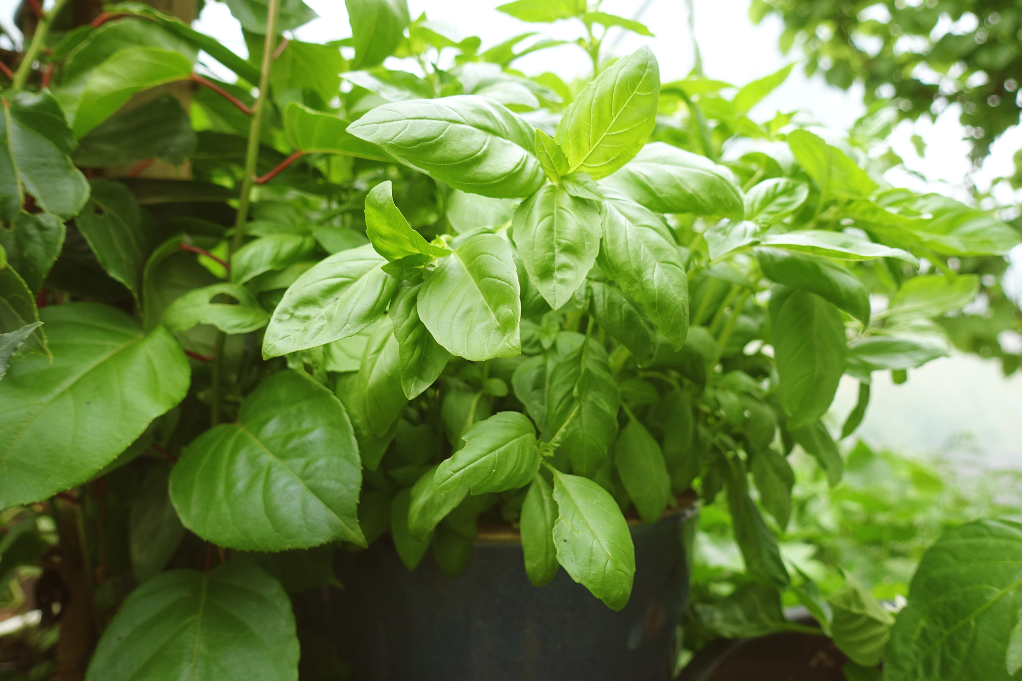 I grow basil in a pot, ready to be harvested in my greenhouse.
