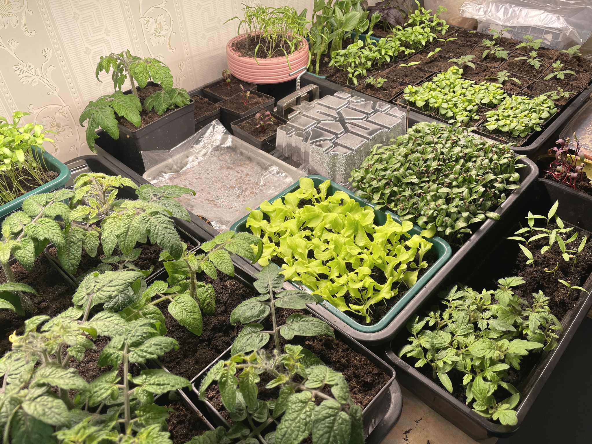 growing vegetables indoors in cool and warm temperatures