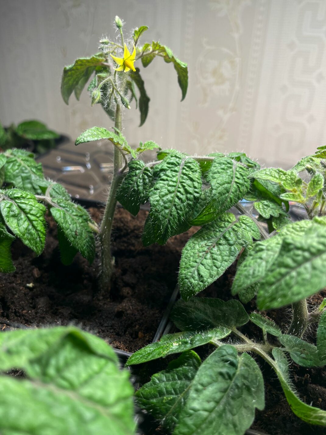 Growing vegetables indoors, tomatoes